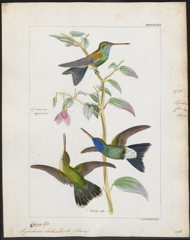 Hylocharis latirostris - 1820-1860 - Print - Iconographia Zoologica - Special Collections University of Amsterdam - UBA01 IZ19100537 - broad-billed hummingbird (Cynanthus latirostris).jpg