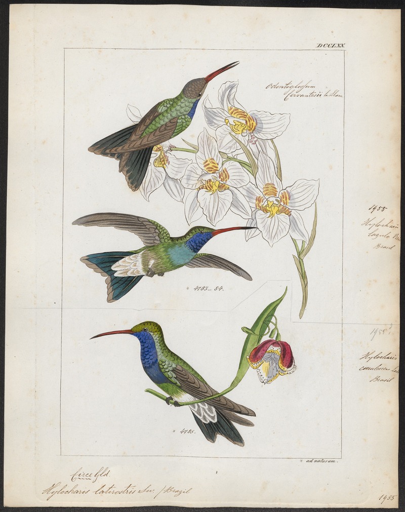 Hylocharis latirostris - 1820-1860 - Print - Iconographia Zoologica - Special Collections University of Amsterdam - UBA01 IZ19100539 - broad-billed hummingbird (Cynanthus latirostris).jpg
