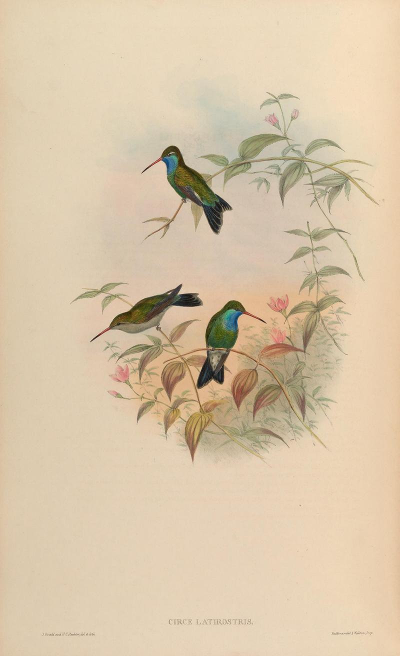 MonographTrochi5Goul 0228 - broad-billed hummingbird (Cynanthus latirostris).jpg