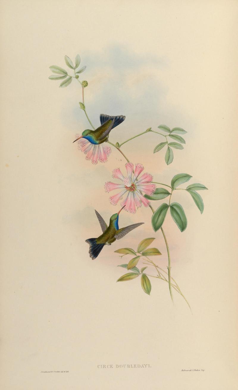 MonographTrochi5Goul 0232 - broad-billed hummingbird (Cynanthus latirostris).jpg