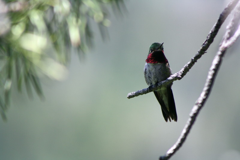 Broad tailed hummingbird, Selasphorus platycercus; front.jpg
