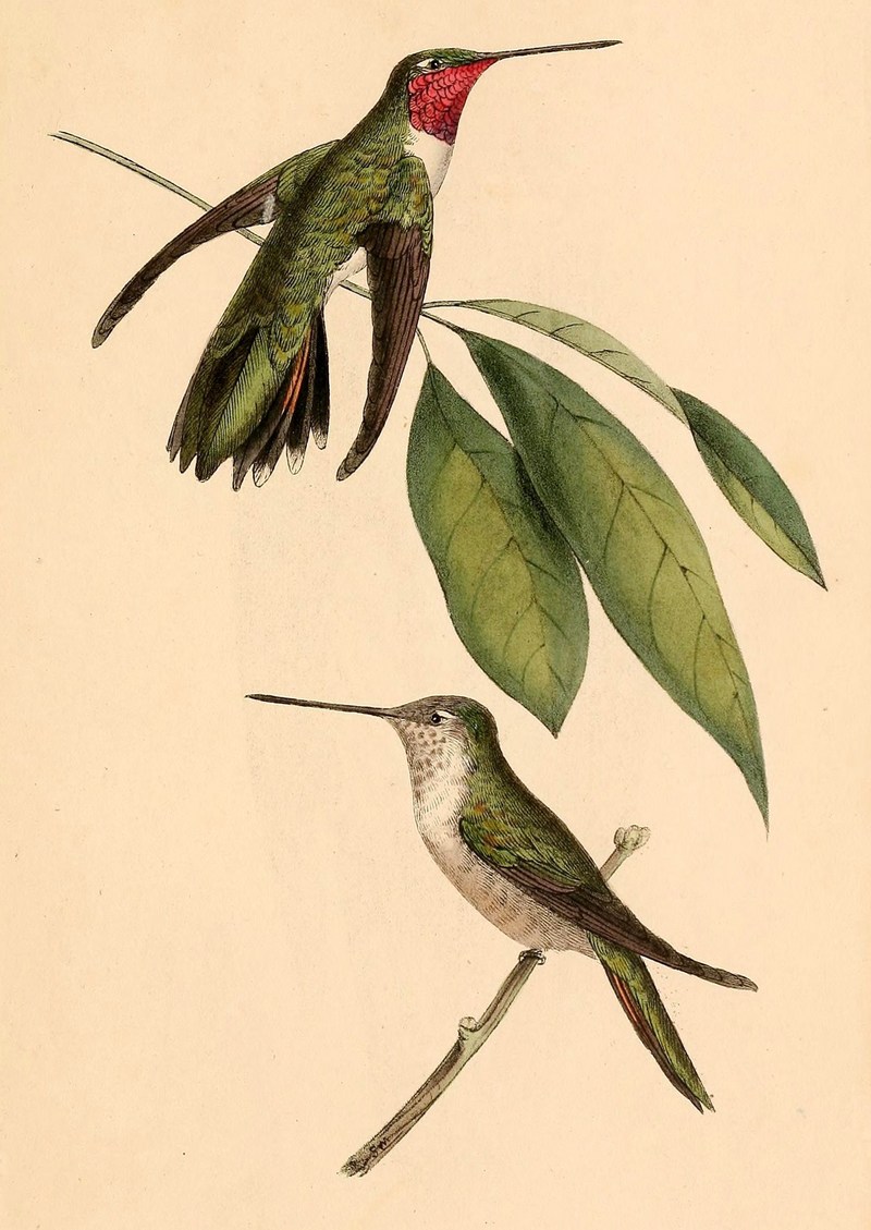 Selasphorus platycercus 1841 - broad-tailed hummingbird (Selasphorus platycercus).jpg