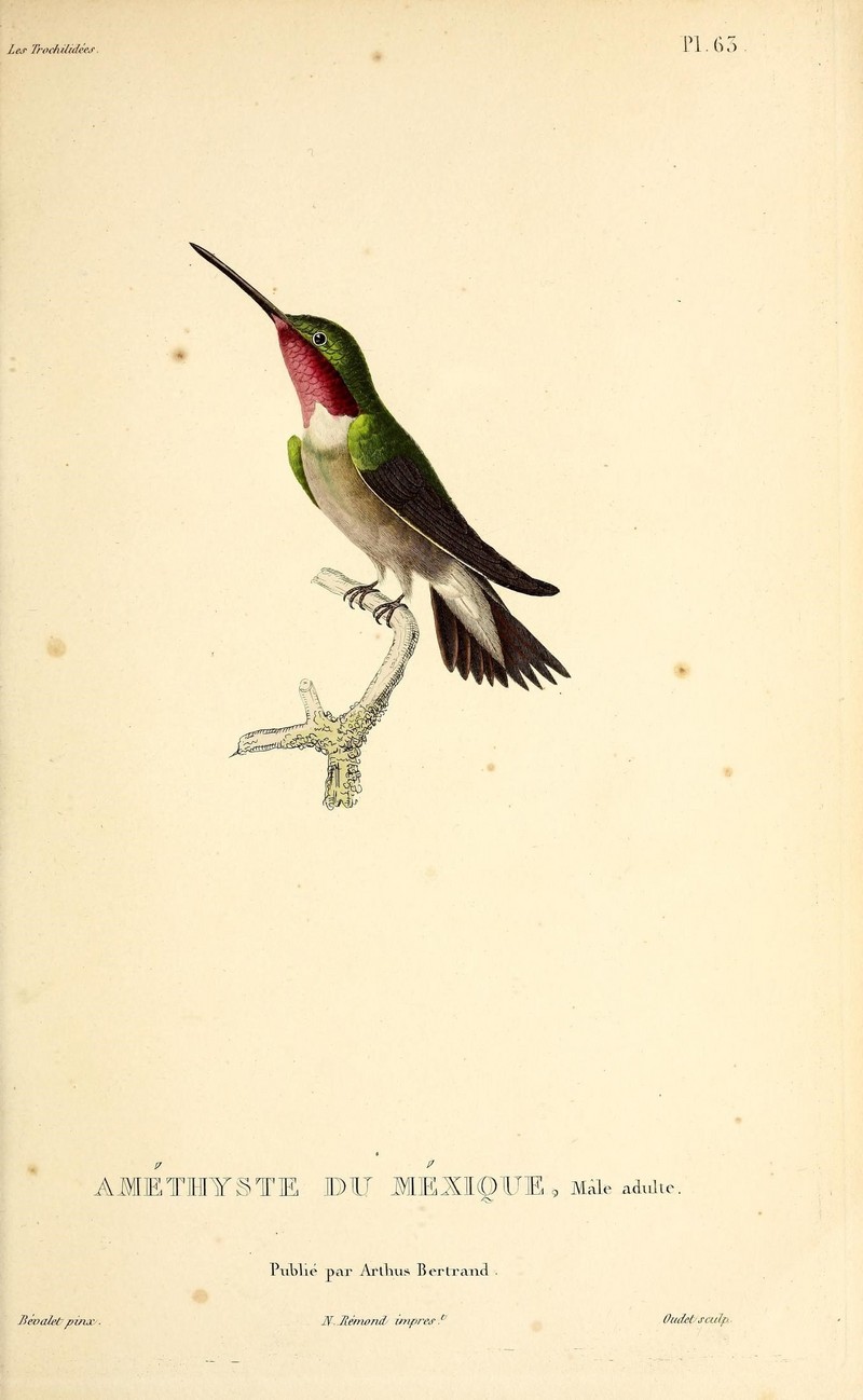 Broad-tailed hummingbird (Selasphorus platycercus) - BioDivLibrary (2).jpg