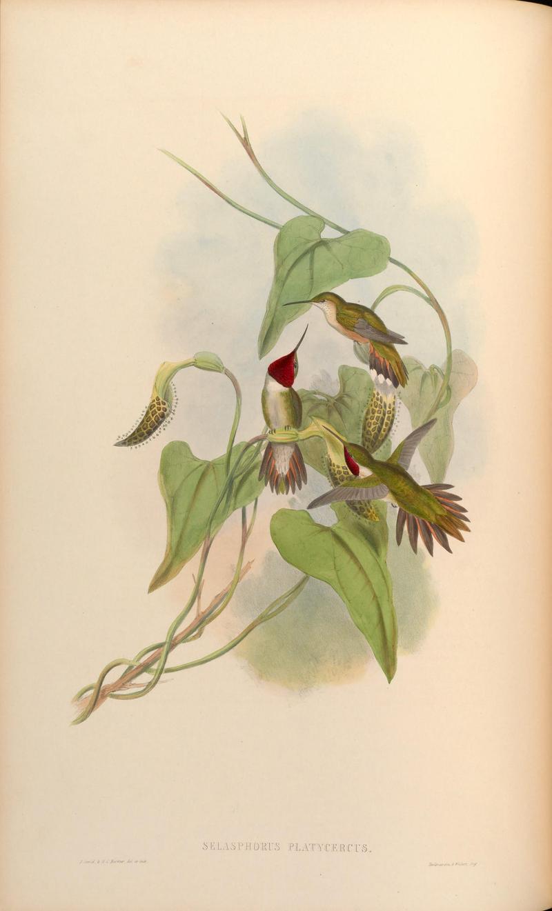 MonographTrochi3Goul 0104 - broad-tailed hummingbird (Selasphorus platycercus).jpg