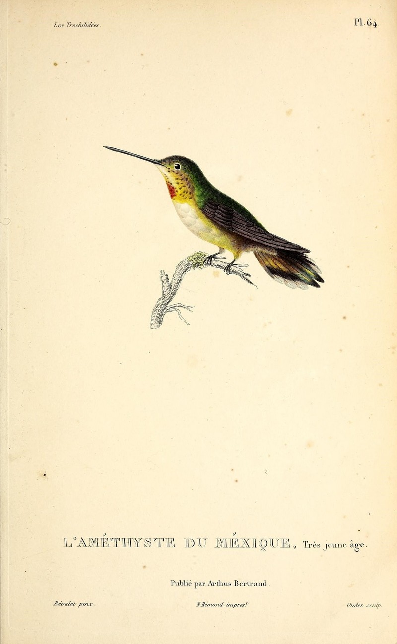Broad-tailed hummingbird (Selasphorus platycercus) - BioDivLibrary (3) - broad-tailed hummingbird (Selasphorus platycercus).jpg