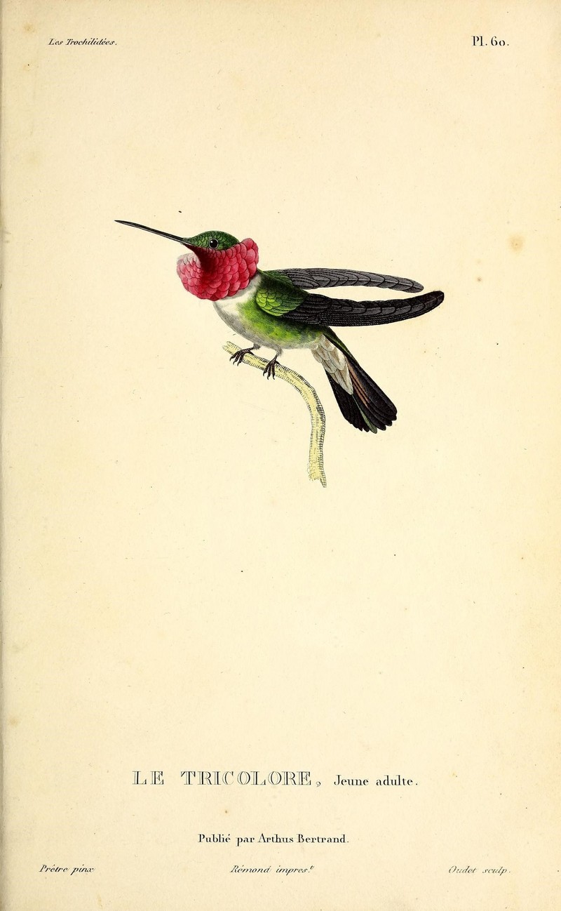 Broad-tailed hummingbird (Selasphorus platycercus) - BioDivLibrary - broad-tailed hummingbird (Selasphorus platycercus).jpg