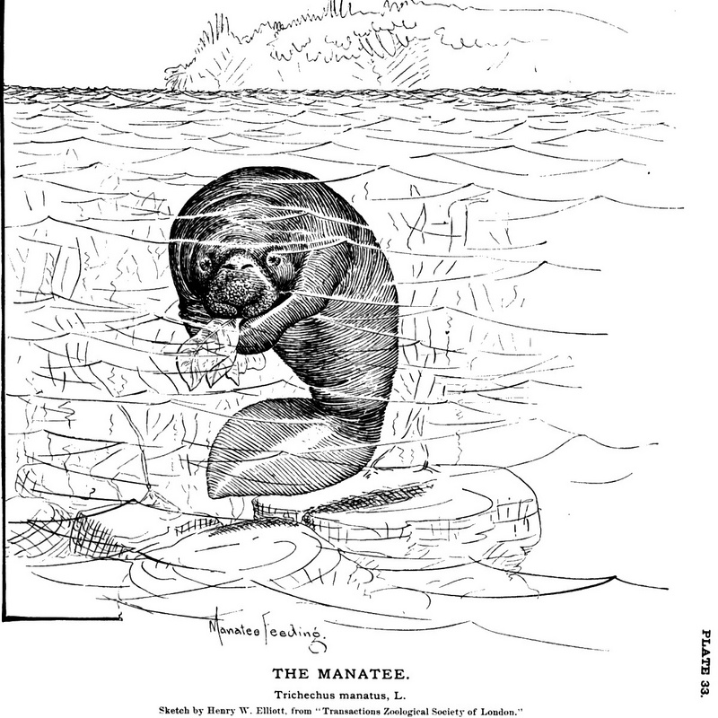 Figb0289 - West Indian manatee, sea cow (Trichechus manatus).jpg