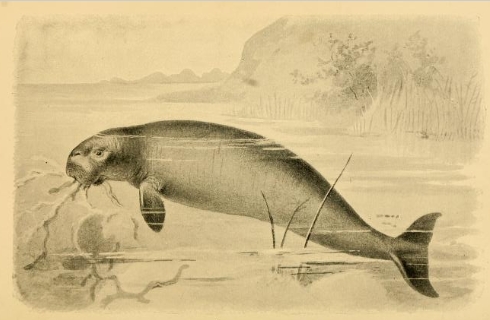 Extinct Monsters (1893) Sea Cow - Steller's sea cow (Hydrodamalis gigas).png