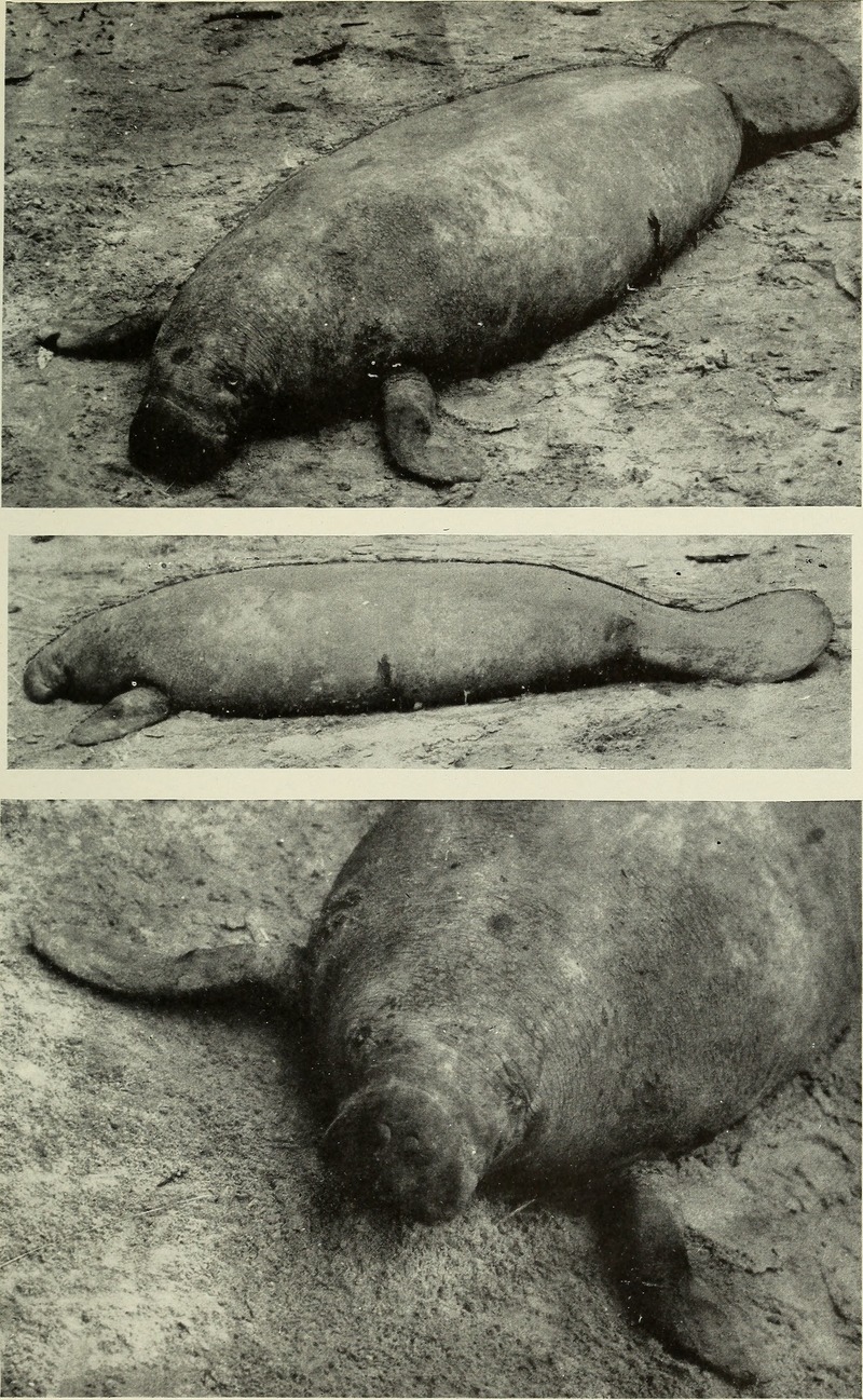 The Congo Expedition of the American Museum of Natural History (1919) (20492574730) - West African manatee, sea cow (Trichechus senegalensis).jpg
