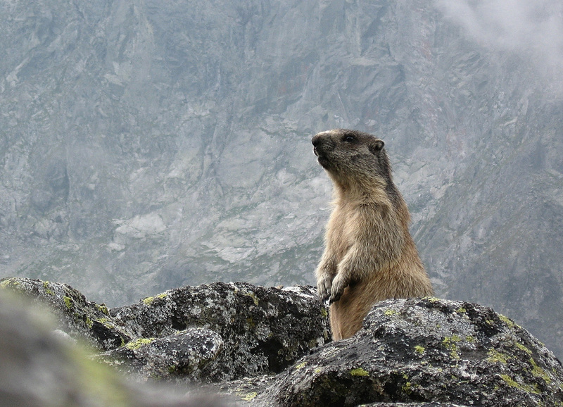 M.marmota latirostris in Veľká Studená dolina 2 - Tatra marmot (Marmota marmota latirostris), alpine marmot ssp.jpg