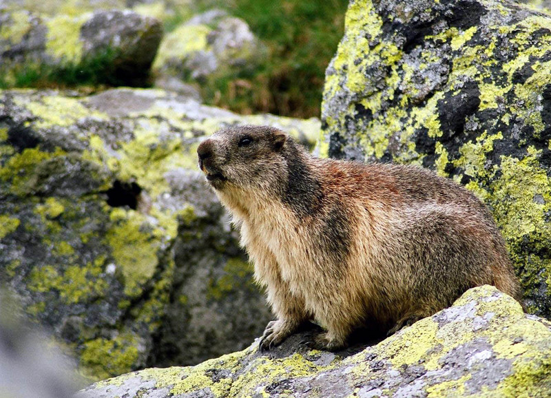 M.marmota latirostris in Veľká Studená dolina 3 - Tatra marmot (Marmota marmota latirostris) alpine mamot.jpg