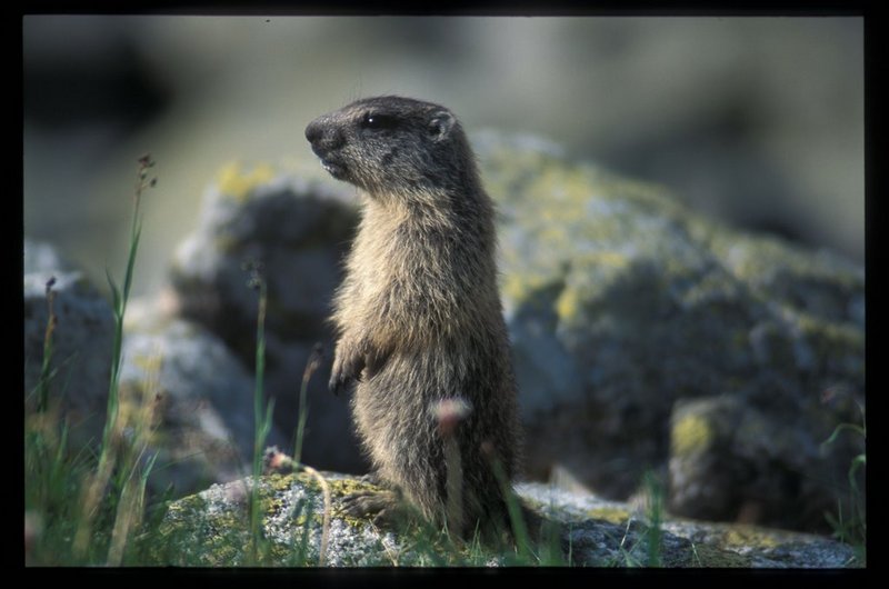 Young M. marmota latirostris - Tatra marmot (Marmota marmota latirostris).jpg