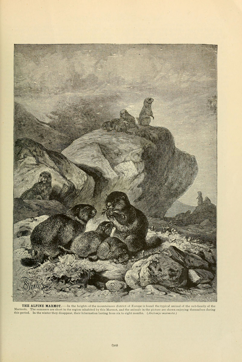 Brehm's Life of animals (Page 319) (6220688830) - alpine marmot (Marmota marmota), marmots.jpg
