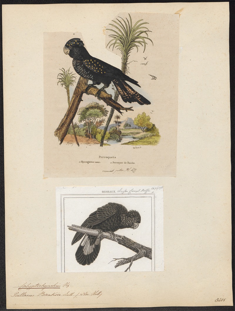 Calyptorhynchus banksii - 1700-1880 - Print - Iconographia Zoologica - Special Collections University of Amsterdam - UBA01 IZ18600025 - red-tailed black cockatoo (Calyptorhynchus banksii).jpg