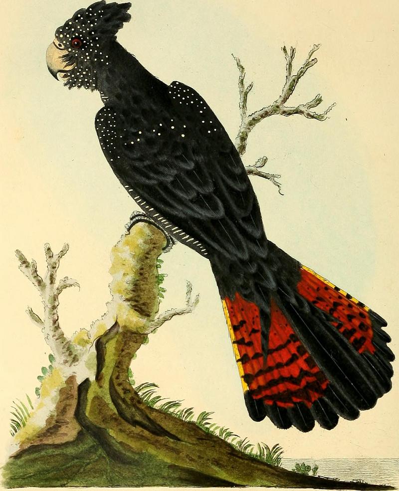 A general history of birds (1822) (14563294879) - red-tailed black cockatoo (Calyptorhynchus banksii), Banks black cockatoo.jpg