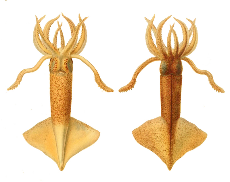 Onychoteuthis banksii1 - squids - Onychoteuthis banksii, common clubhook squid.jpg