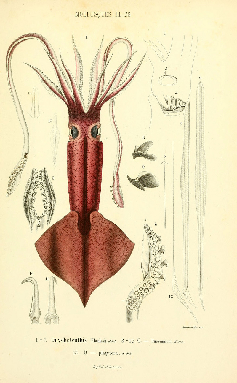 Mollusques vivants et fossiles (6289220117) - Onychoteuthis banksii, common clubhook squid.jpg