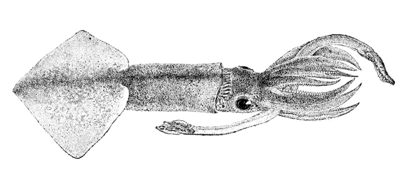Onychoteuthis banksii2 - Onychoteuthis banksii, common clubhook squid.jpg