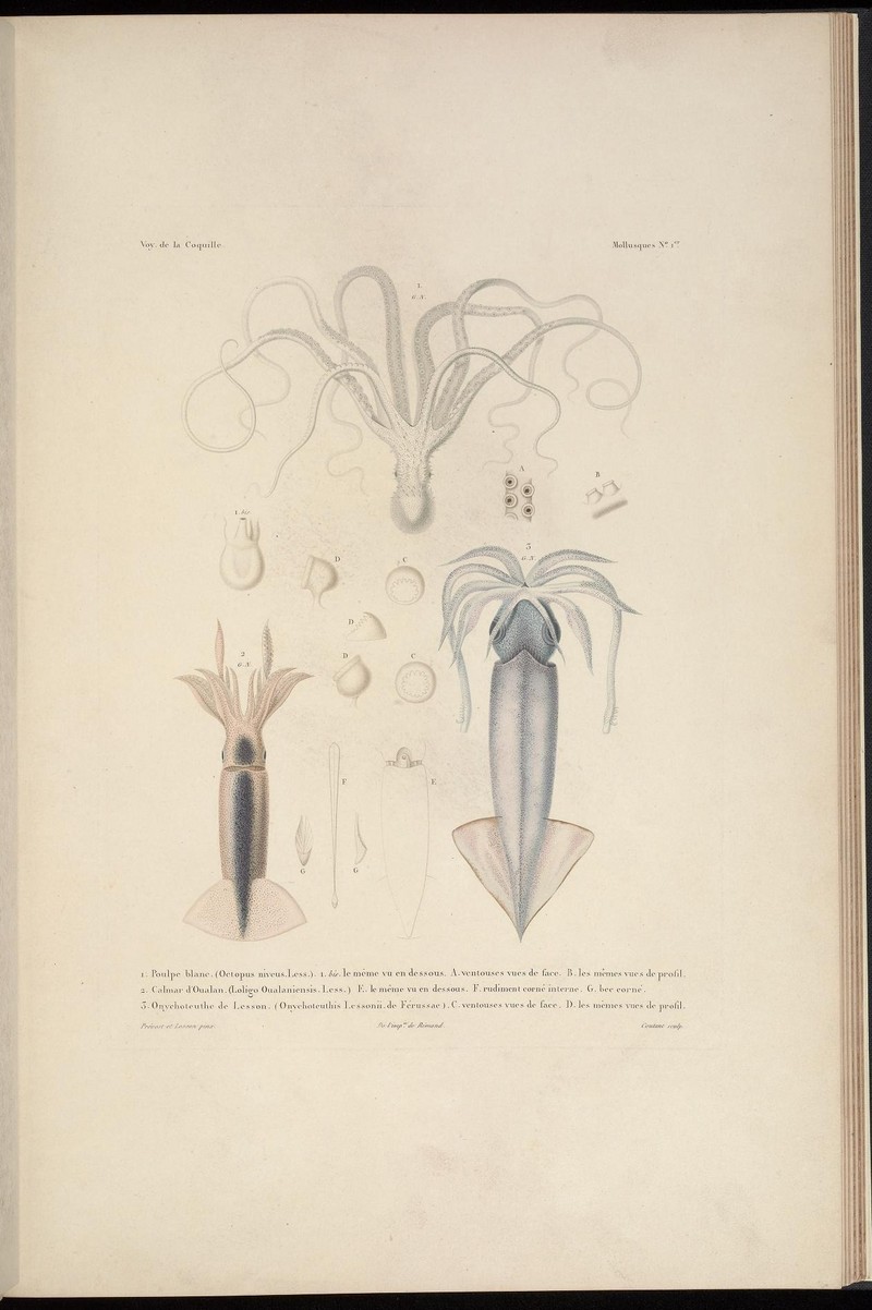 Voyage autour du monde (6921553898) - Onychoteuthis banksii, common clubhook squid.jpg