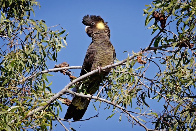 Yellow-tailed black cockatoo - yellow-tailed black cockatoo (Calyptorhynchus funereus).jpg