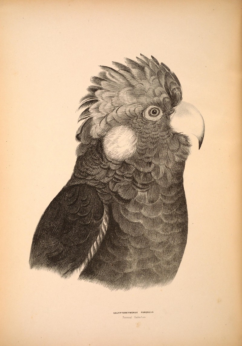 Companion to Gould's Handbook; or, Synopsis of the birds of Australia (Plate 48) (6943653879) - yellow-tailed black cockatoo (Calyptorhynchus funereus).jpg