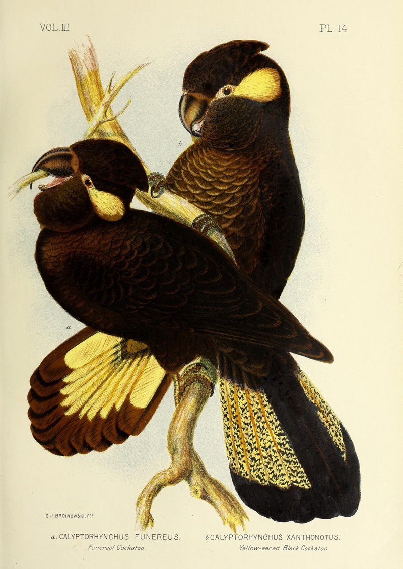 The birds of Australia (16678987789) - yellow-tailed black cockatoo (Calyptorhynchus funereus).jpg