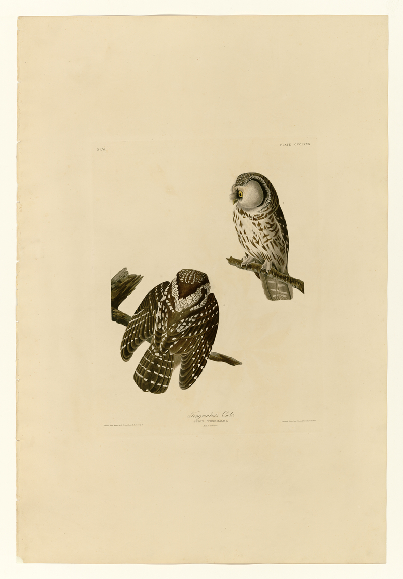 380 Tengmalm's Owl - boreal owl (Aegolius funereus).jpg