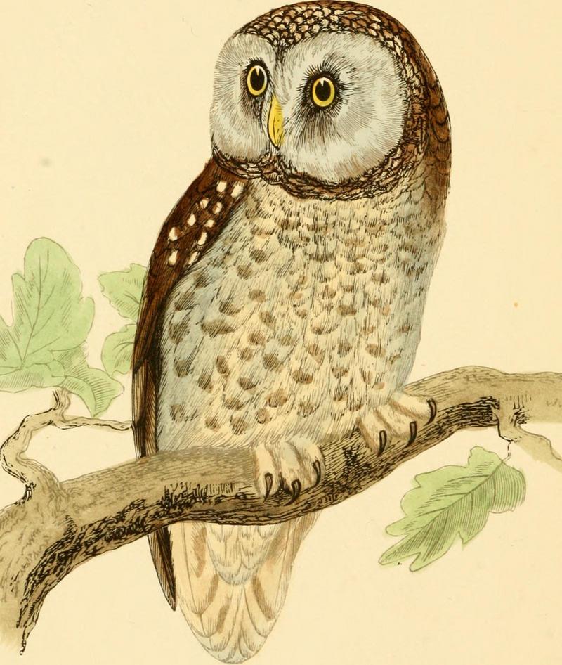 A history of British birds. By the Rev. F.O. Morris (1862) (14749053681) - boreal owl (Aegolius funereus).jpg