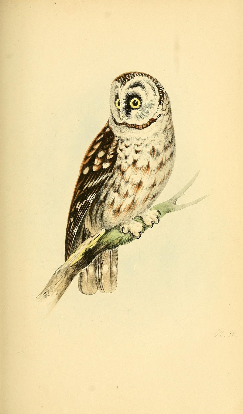 Coloured illustrations of British birds, and their eggs (Pl. 30) (7830887082) - boreal owl (Aegolius funereus).jpg