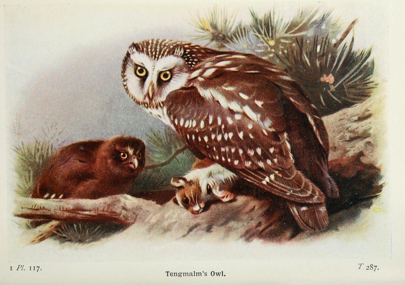 The birds of the British Isles and their eggs (8264878900) - boreal owl (Aegolius funereus) Tengmalm's Owls.jpg