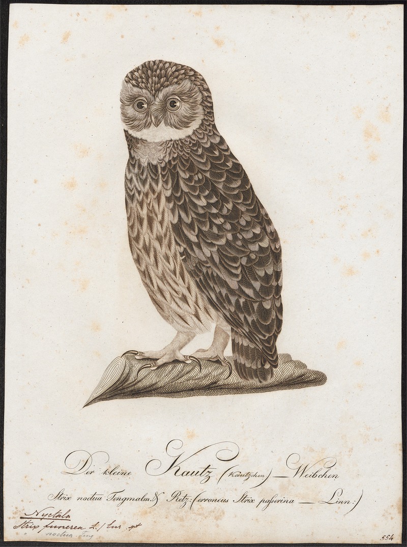 Nyctala funerea - 1800-1812 - Print - Iconographia Zoologica - Special Collections University of Amsterdam - UBA01 IZ18400213 - boreal owl (Aegolius funereus).jpg