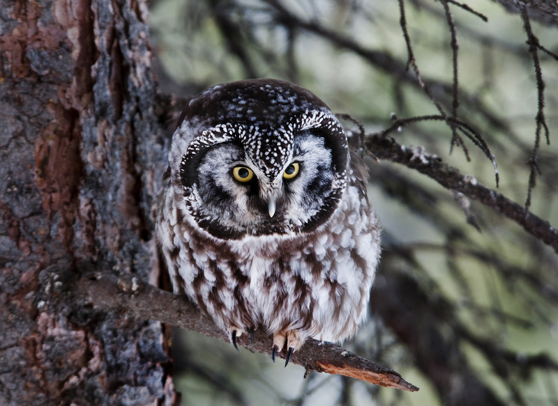 Aegolius funereus Denali NP - boreal owl (Aegolius funereus), Tengmalm's owl.jpg