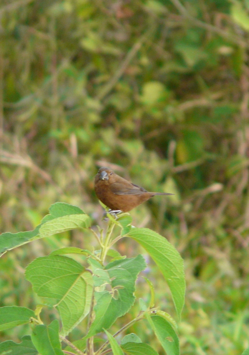 Thickbilled Seedfinch (female) - thick-billed seed finch (Oryzoborus funereus).jpg