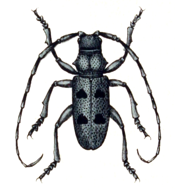 Morimus.asper.funereus.-.calwer.39.04 - Morimus funereus (longhorn beetle).jpg