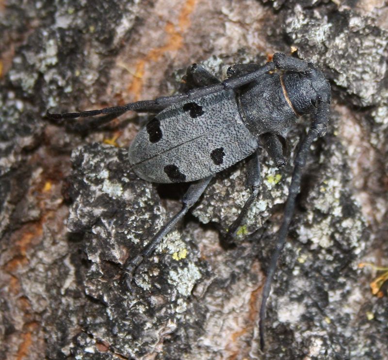 Morimus asper funereus 1 - Morimus funereus (longhorn beetle).jpg