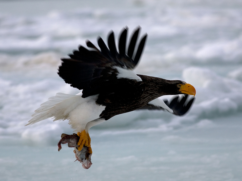 Haliaeetus pelagicus, Rausu, Hokkaido, Japan - Steller's sea eagle (Haliaeetus pelagicus).jpg