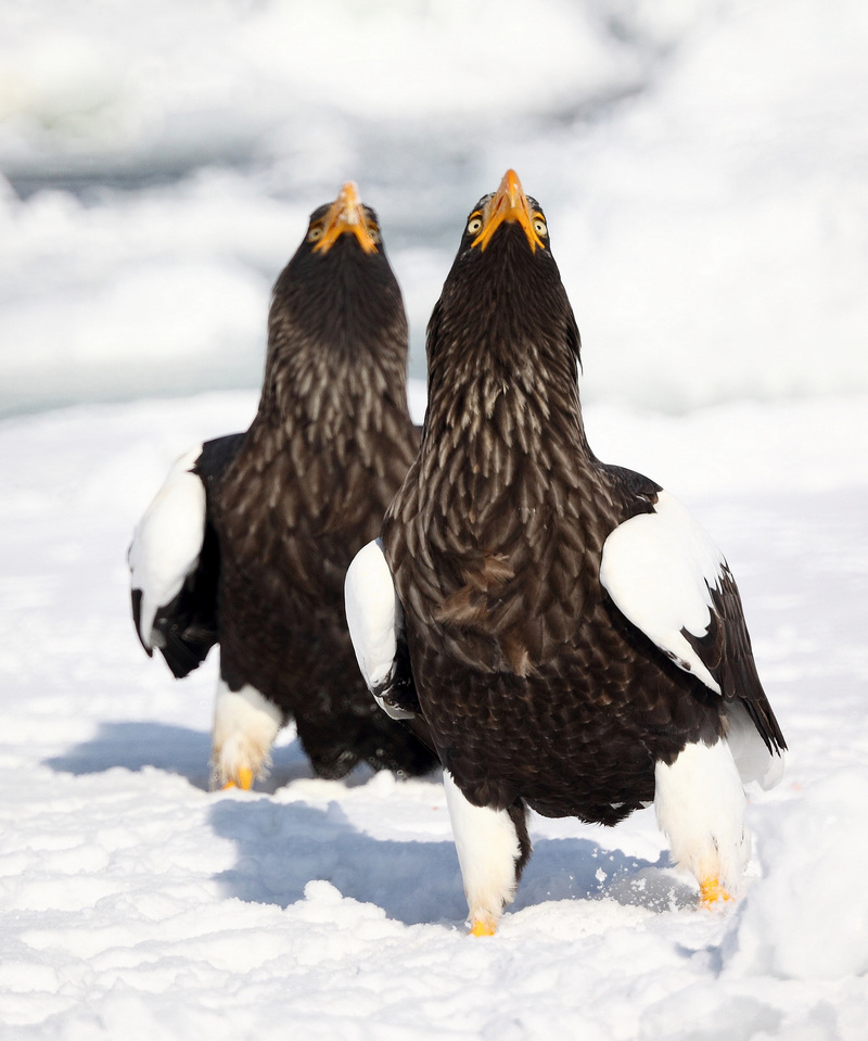 Steller's Sea Eagles bills up - Steller's sea eagle (Haliaeetus pelagicus).jpg