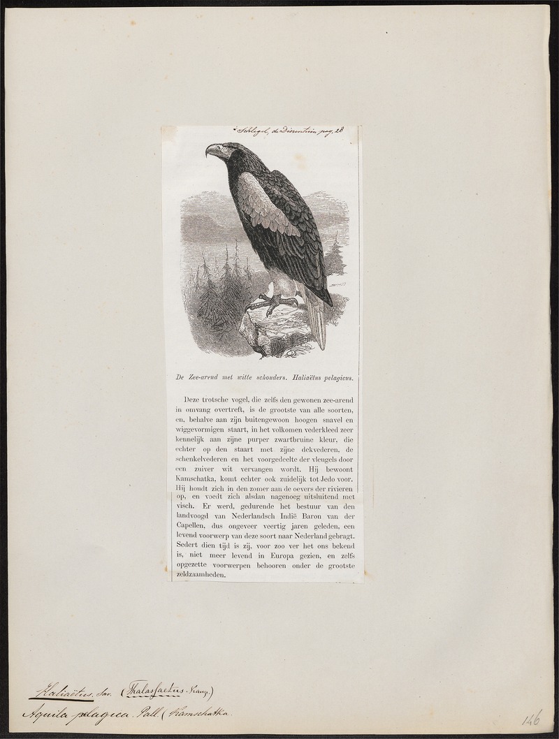 Haliaeëtus pelagicus - 1872 - Print - Iconographia Zoologica - Special Collections University of Amsterdam - UBA01 IZ18100323 - Steller's sea eagle (Haliaeetus pelagicus).jpg