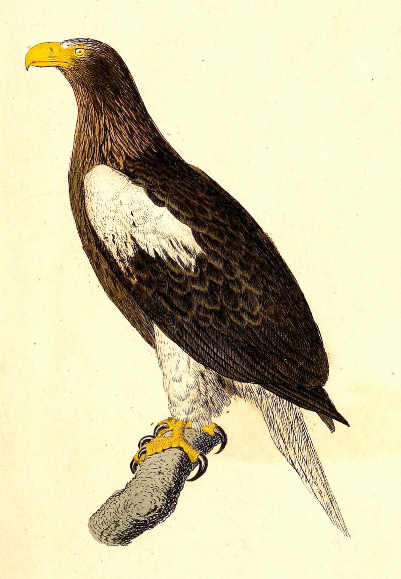 Haliaeetus pelagicus 1832 - Steller's sea eagle (Haliaeetus pelagicus).jpg