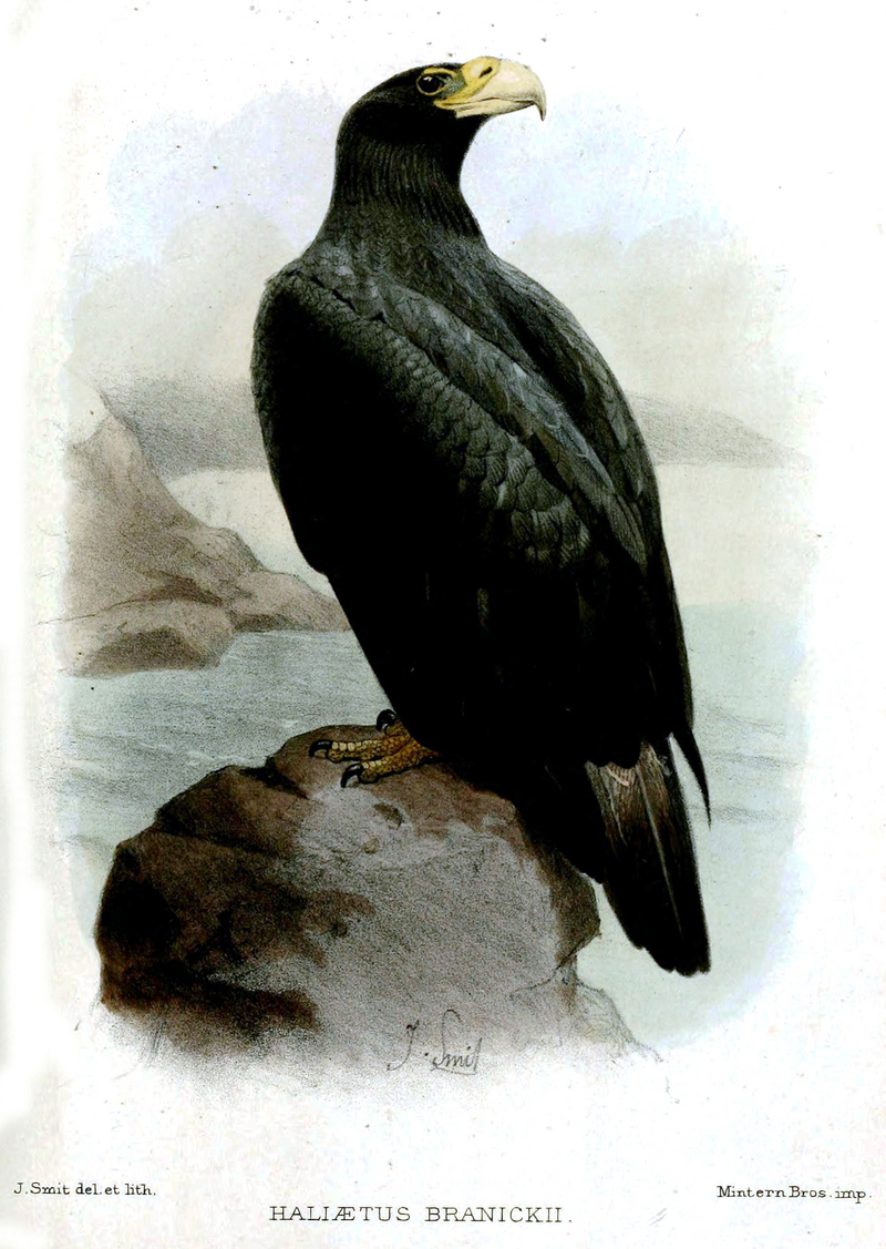 Haliaetus.Branickii.Smit - Steller's sea eagle (Haliaeetus pelagicus).jpg
