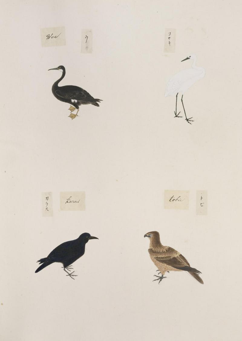 Naturalis Biodiversity Center - RMNH.ART.305 - Phalacrocorax pelagicus - Egretta garzetta - Milvus migrans - Corvus macrorhynchos - Kawahara Keiga - 1823 - 1829 - Siebold Collection - pencil drawing - water colour.jpeg