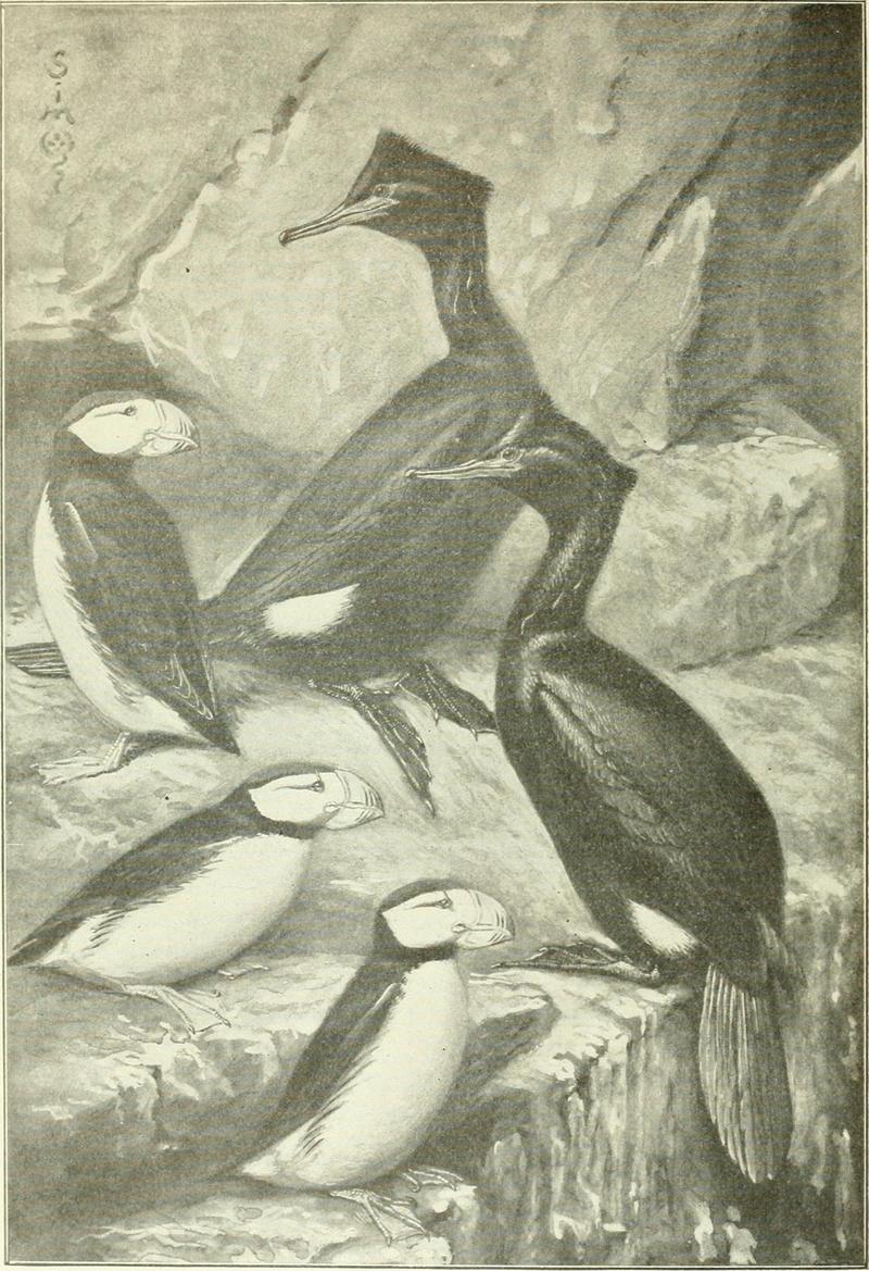 Contributions in geographical exploration (1920) (14781463045) - pelagic cormorant (Phalacrocorax pelagicus), horned puffin (Fratercula corniculata).jpg