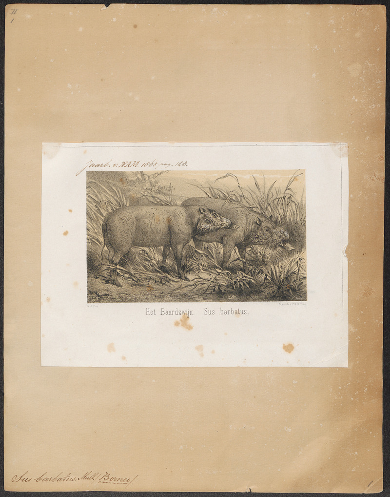 Sus barbatus - 1700-1880 - Print - Iconographia Zoologica - Special Collections University of Amsterdam - UBA01 IZ21900072 - Bornean bearded pig (Sus barbatus).jpg