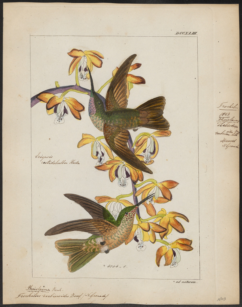 Trochilus rubinoides - 1820-1860 - Print - Iconographia Zoologica - Special Collections University of Amsterdam - UBA01 IZ19100337 - fawn-breasted brilliant (Heliodoxa rubinoides).jpg
