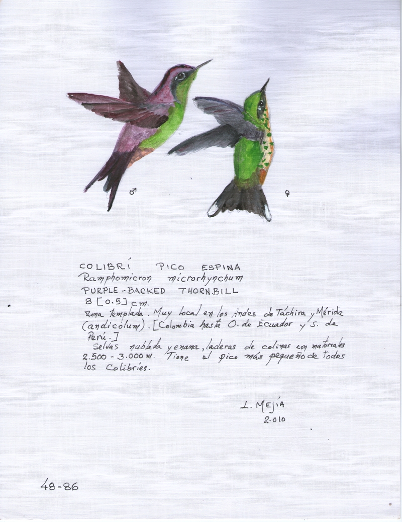 Colibrí Pico Espina - purple-backed thornbill (Ramphomicron microrhynchum).jpg