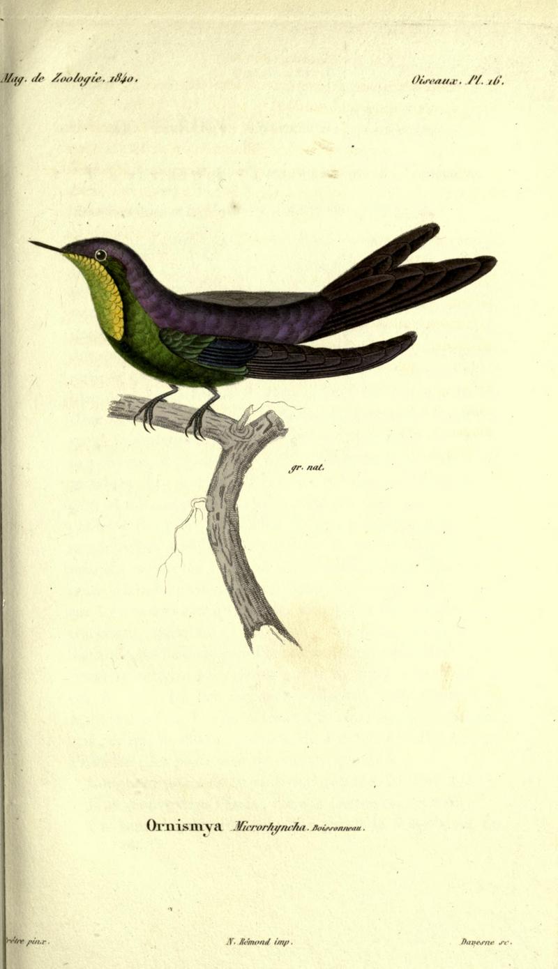 Magasin de zoologie BHL2266867 - purple-backed thornbill (Ramphomicron microrhynchum).jpg