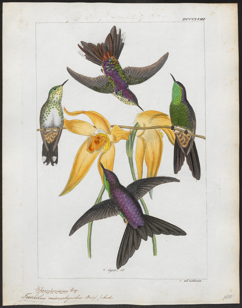 Trochilus microrhynchus - 1820-1860 - Print - Iconographia Zoologica - Special Collections University of Amsterdam - UBA01 IZ19100351 - purple-backed thornbill (Ramphomicron microrhynchum).jpg