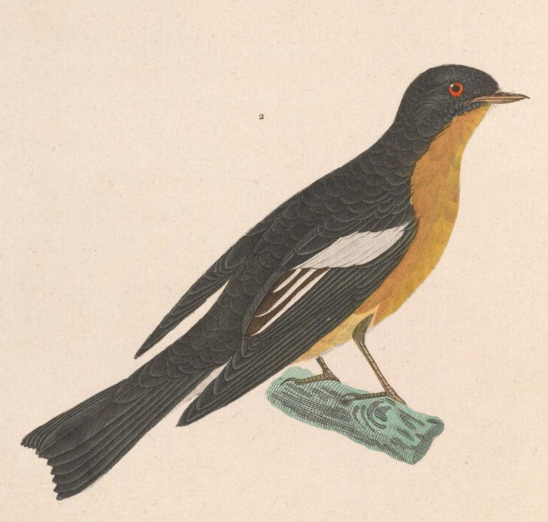 Ficedula mugimaki 1838 - mugimaki flycatcher, robin flycatcher (Ficedula mugimaki).jpg