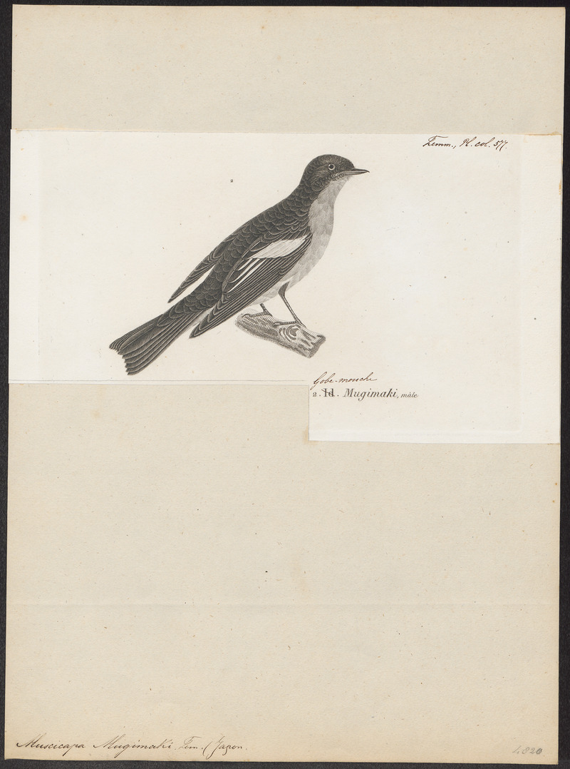 Muscicapa luteola - 1700-1880 - Print - Iconographia Zoologica - Special Collections University of Amsterdam - UBA01 IZ16500173 - mugimaki flycatcher, robin flycatcher (Ficedula mugimaki).jpg