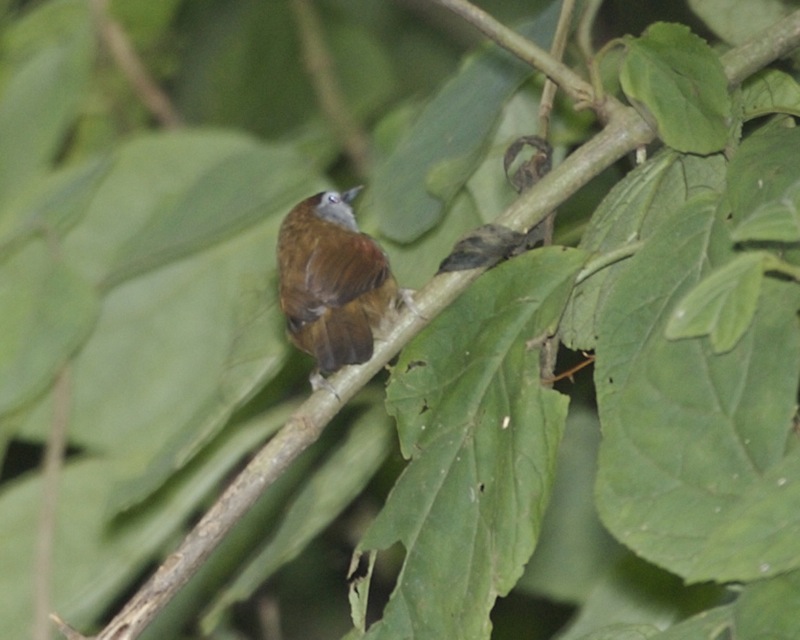 Crescent-chested Babbler(Stachyris melanothorax).jpg